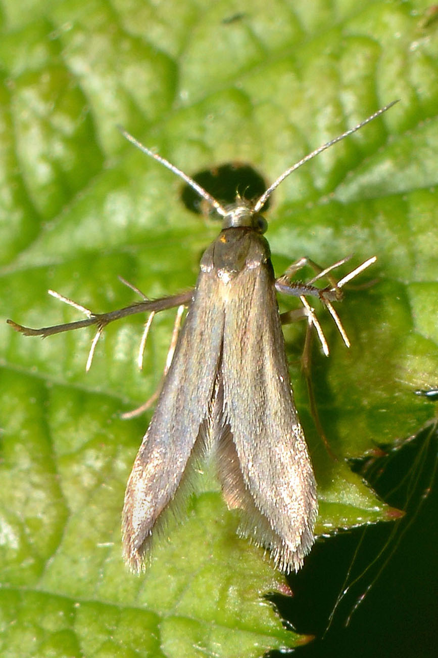 Schreckensteiniidae? S: Schreckensteinia festaliella